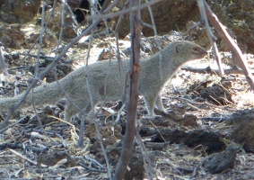 Mongoose